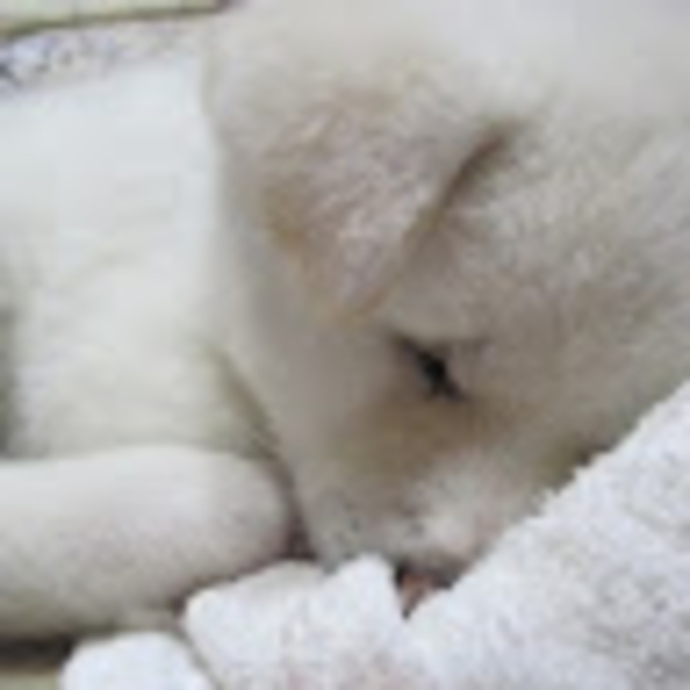 Meet your Posher, Livvy